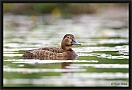 tafeleend _MG_7215
